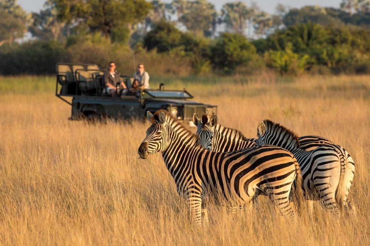 African Safari