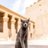Ancient Egyptian Animal Gods