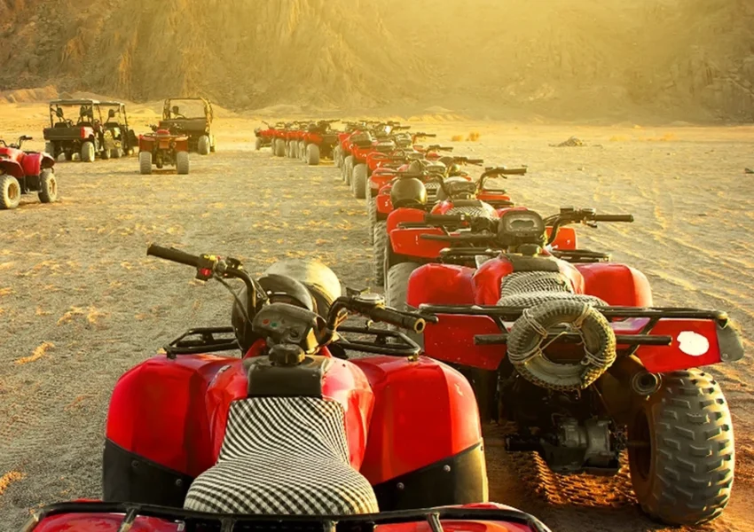 Top Wildlife Experiences Egypt