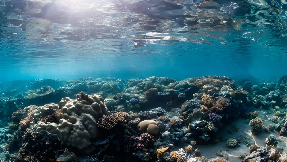 Your Guide The Egyptian Red Sea