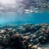 Your Guide The Egyptian Red Sea